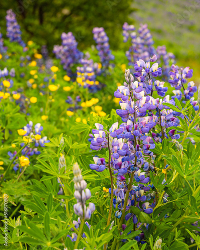Beautiful blue-purple lupine wildflowers blooming in a meadow, as a nature background