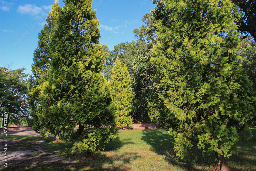 夏の緑のヒバの木と青空
