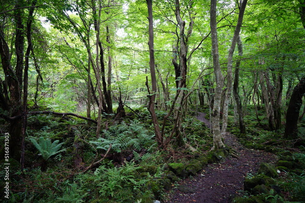 summer forest path through mossy rocks and old trees