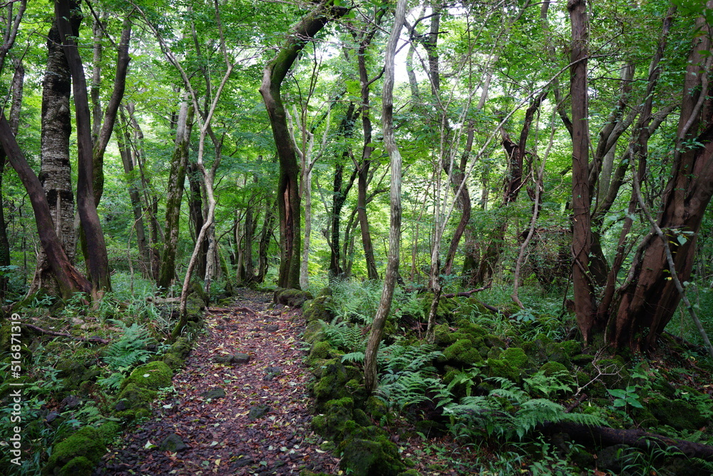 summer forest path through mossy rocks and old trees summer forest path through mossy rocks and old trees