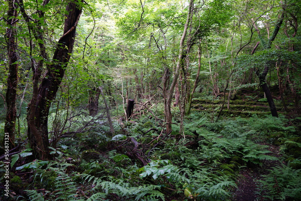 dense primeval forest in mid-summer