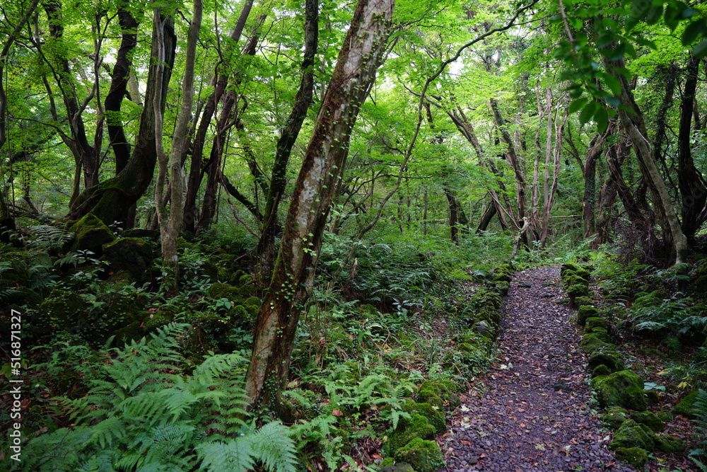 fine path through thick wild forest fine path through thick wild forest