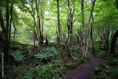 summer forest path through mossy rocks and old trees