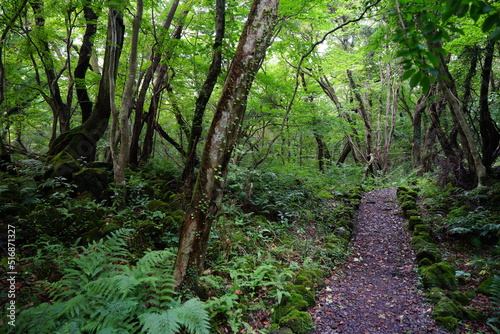 fine path through thick wild forest