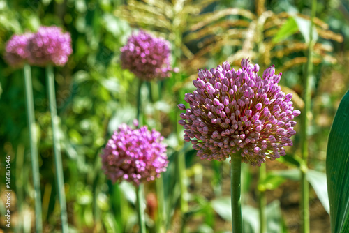Obraz na płótnie blooming garlic grows in the garden w salonie