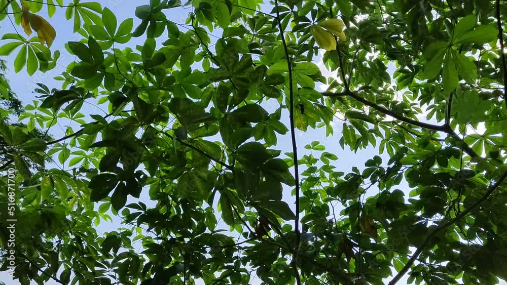 cassava tree blowing in the wind. Shoot angle from under the tree cassava tree blowing in the wind. Shoot angle from under the tree
