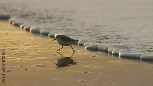 Sanderling bird slow motion run from breaking wave foam on dutch beach in sunset photo