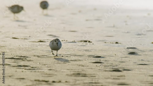 Slow Motion Calidris Alba Birds Looking For Food on a Beach photo