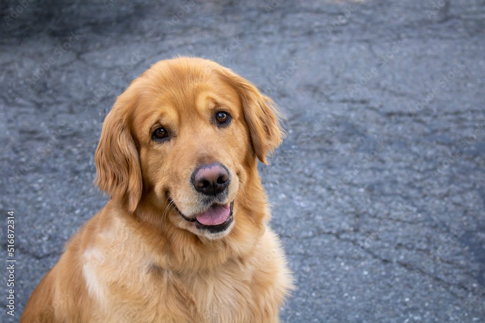 Yellow labrador retriever looking at camera with mouth open and tongue Yellow labrador retriever looking at camera with mouth open and tongue