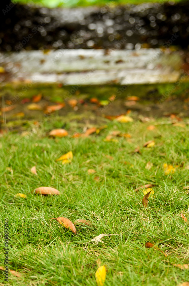 fallen leaf in autumn fallen leaf in autumn