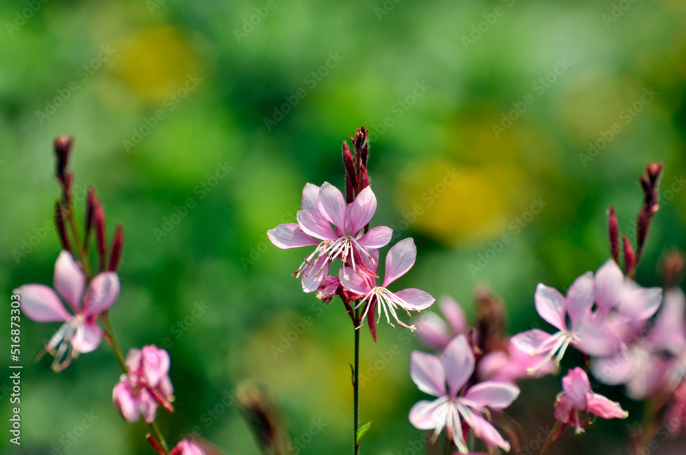 Obraz premium blossoming pink small flowers in spring
