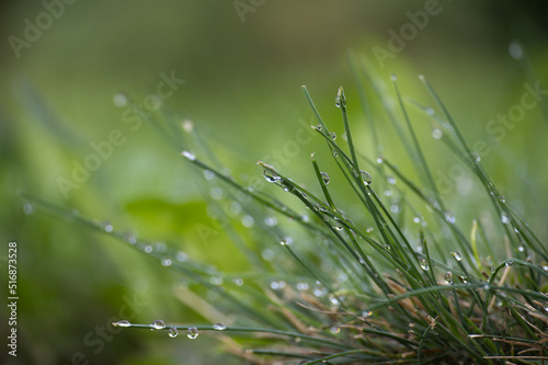 Blades of fresh green spring grass with raindrops