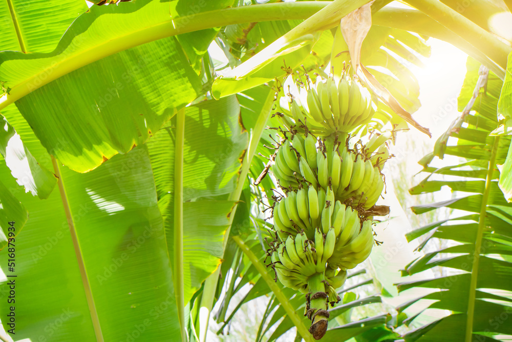 Obraz premium Bunch of organic green banana on tree in the garden, the banana tree and leaf agriculture plantation in Thailand summer fruit