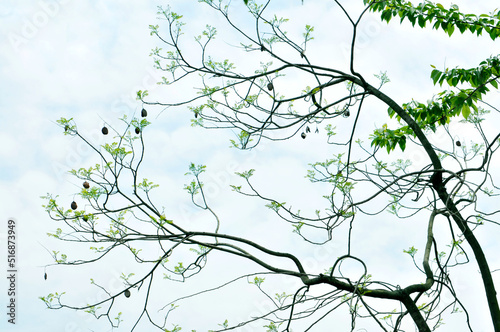branches of a tree with leaves