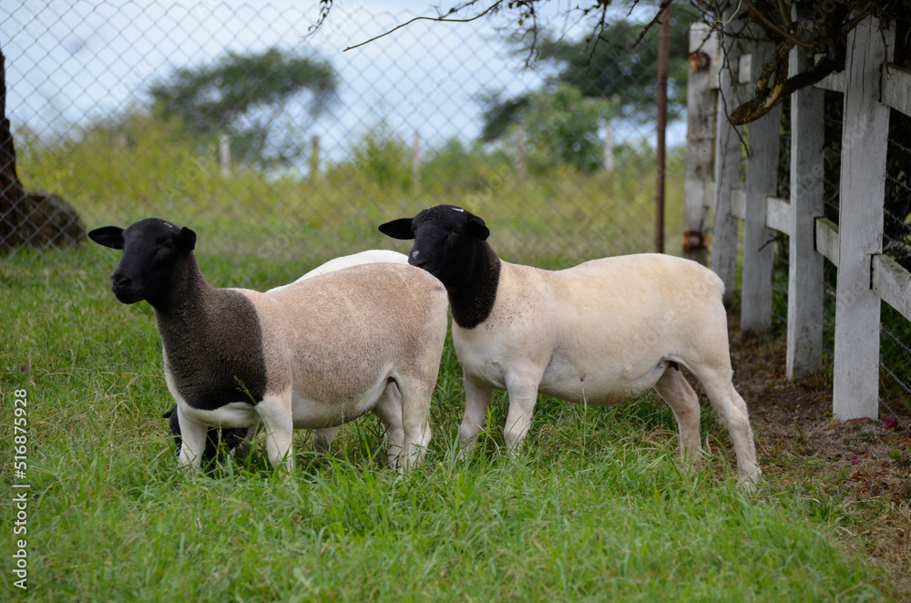 Beautiful female Dorper sheep on the farm Beautiful female Dorper sheep on the farm