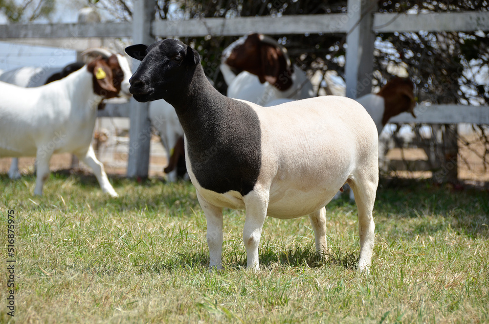 Beautiful female Dorper sheep on the farm Beautiful female Dorper sheep on the farm