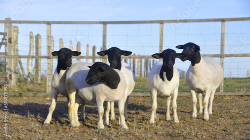 Beautiful female Dorper sheep on the farm photo