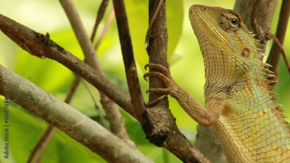 Common Indian Garden Lizard or Oriental garden lizard or Calotes versicolor. It Also known as eastern garden lizard, bloodsucker, changeable lizard (Calotes versicolor) is an agamid lizard. Common Indian Garden Lizard or Oriental garden lizard or Calotes versicolor. It Also known as eastern garden lizard, bloodsucker, changeable lizard (Calotes versicolor) is an agamid lizard.