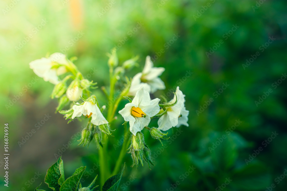 Flowering potatoes close-up on the background of a green vegetable garden with a blurred background Flowering potatoes close-up on the background of a green vegetable garden with a blurred background