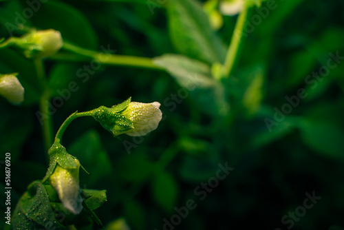 White flower of a flowering pea in the early morning at the dawn of the sun in water drops close-up