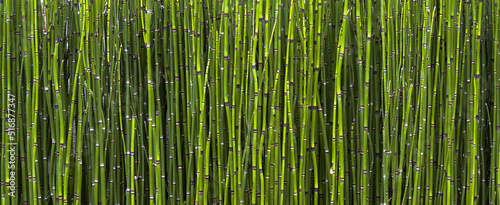 Fototapeta Naklejka Na Ścianę i Meble -  Texture Background for Design of Reeds. 
