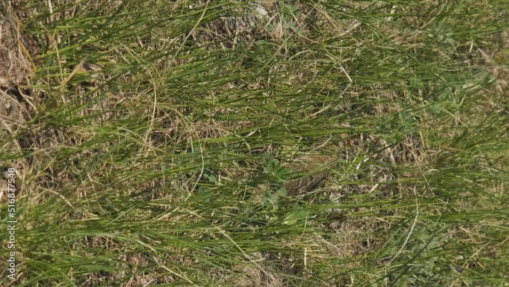 Vertical video. Poisonous viper snake (vipera berus) crawling in a green grass. Toxic reptiles, wildlife and animals concept Vertical video. Poisonous viper snake (vipera berus) crawling in a green grass. Toxic reptiles, wildlife and animals concept