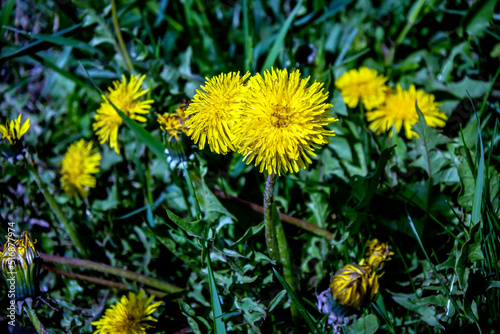 Wallpaper Mural bloomed the first spring flowers dandelions, macro, narrow focus area Torontodigital.ca