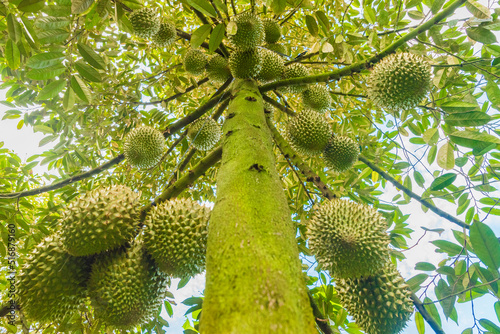 Durian tree, Fresh durian fruit on tree, Durians are the king of fruits, Tropical of asian fruit.