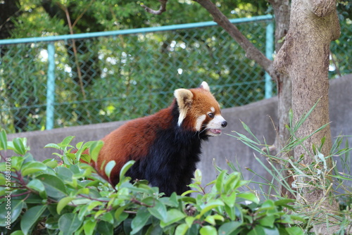 レッサーパンダ4