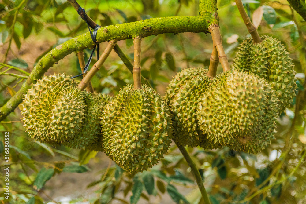 Durian tree, Fresh durian fruit on tree, Durians are the king of fruits, Tropical of asian fruit. Durian tree, Fresh durian fruit on tree, Durians are the king of fruits, Tropical of asian fruit.
