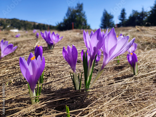 blooming purple carpets of crocuses in spring on Kopaonik mountain in Serbia photo
