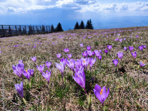 blooming purple carpets of crocuses in spring on Kopaonik mountain in Serbia