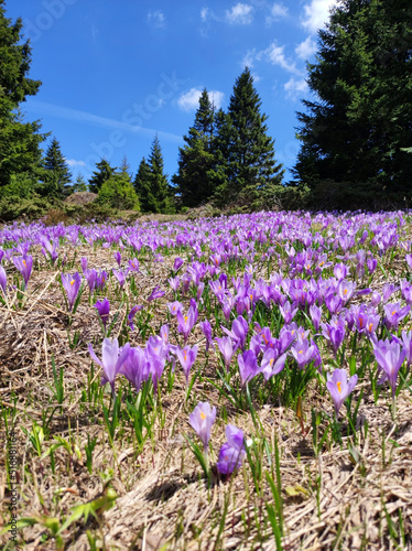 blooming purple carpets of crocuses in spring on Kopaonik mountain in Serbia