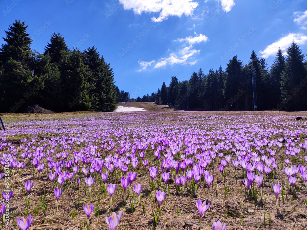 blooming purple carpets of crocuses in spring on Kopaonik mountain in Serbia