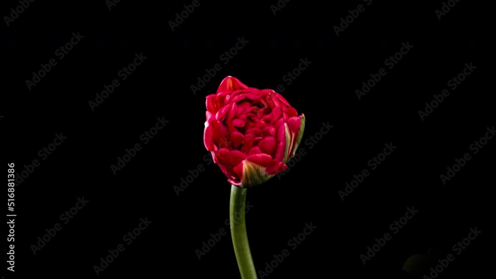 Timelapse of red tulip flower blooming on black background. Easter, spring, valentine's day, holidays concept Timelapse of red tulip flower blooming on black background. Easter, spring, valentine's day, holidays concept