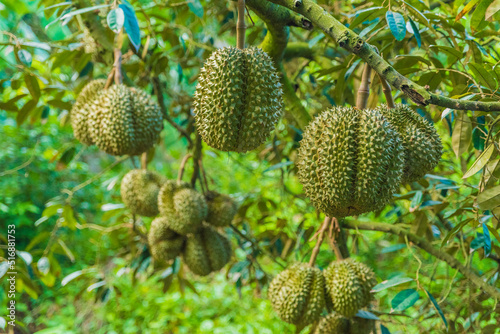 Durian tree, Fresh durian fruit on tree, Durians are the king of fruits, Tropical of asian fruit. © Nhan