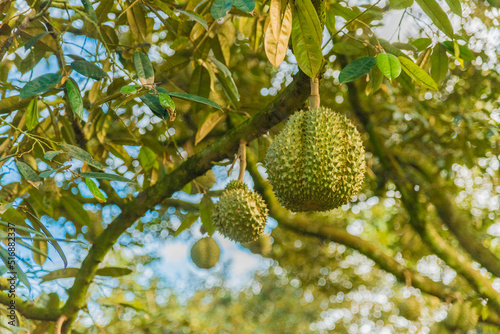 Durian tree  Fresh durian fruit on tree  Durians are the king of fruits  Tropical of asian fruit.