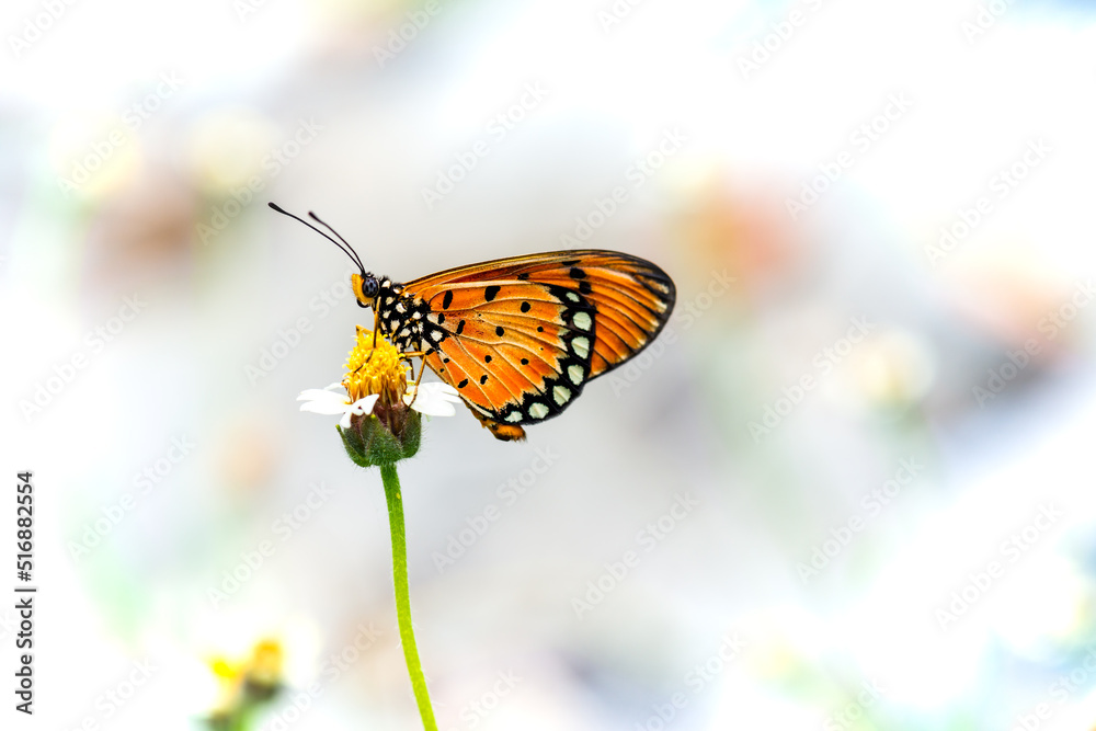 A butterfly on grass flower and natural background, Thailand. A butterfly on grass flower and natural background, Thailand.