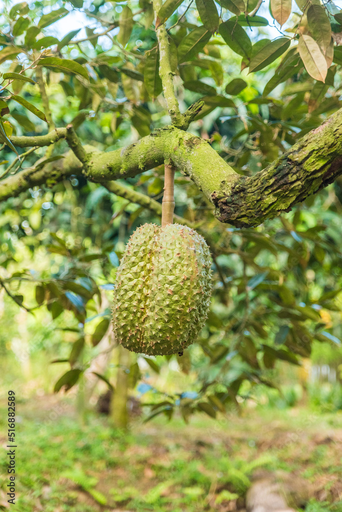 Durian tree, Fresh durian fruit on tree, Durians are the king of fruits, Tropical of asian fruit. Durian tree, Fresh durian fruit on tree, Durians are the king of fruits, Tropical of asian fruit.