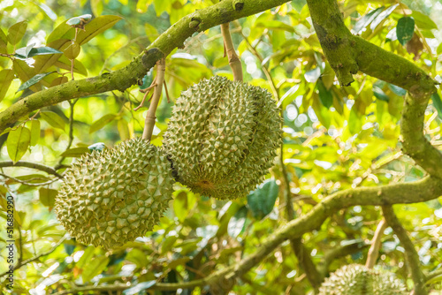 Durian tree  Fresh durian fruit on tree  Durians are the king of fruits  Tropical of asian fruit.