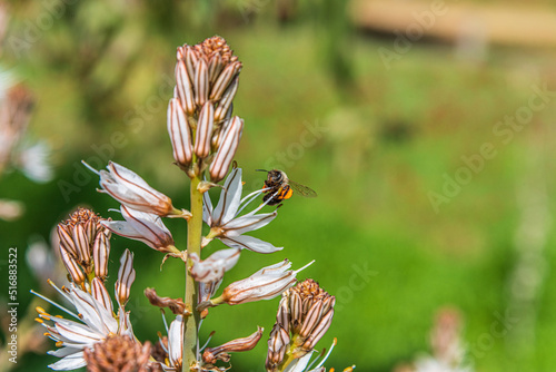 Asphodelus Albus, commonly known as white-flowered asphodel, is an herbaceous perennial. A bee has nectar from a flower. High quality photo photo