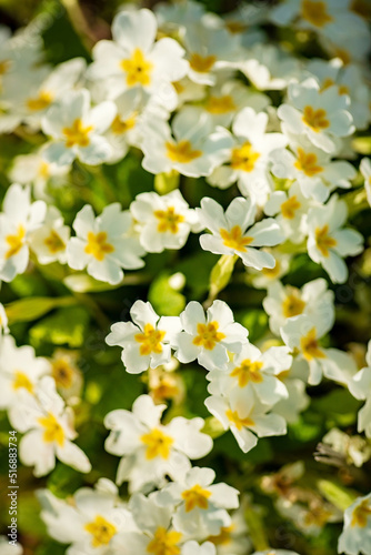 white primroses in a garden during spring