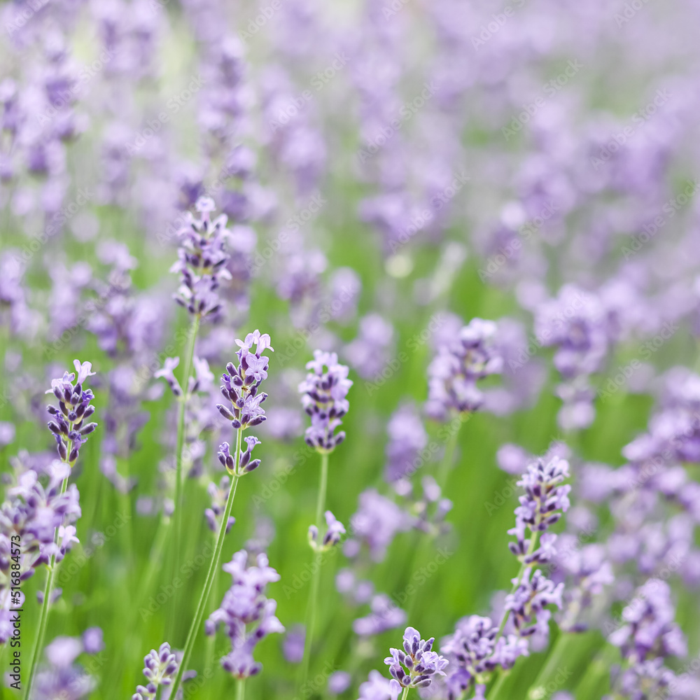 Background from violet lavender in the garden Background from violet lavender in the garden