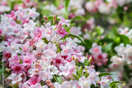 Pale pink flowers of Weigela Variegata. Floral background