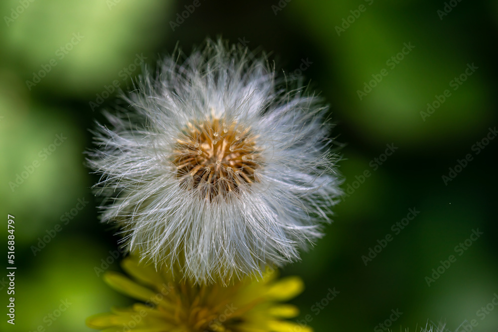 Taraxacum officinale in meadow, close up