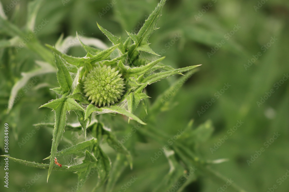 Green blossom of Echnops in the flowerbed. Globe thistles plant in bloom on summer Green blossom of Echnops in the flowerbed. Globe thistles plant in bloom on summer