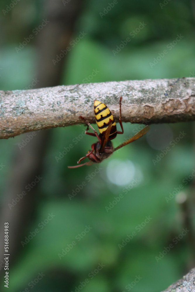Hornet wasp on a tree branch in the garden on summer .Vespa crabro insect Hornet wasp on a tree branch in the garden on summer .Vespa crabro insect