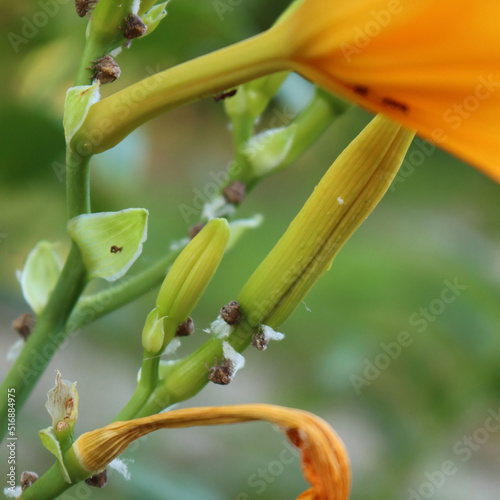 Close-up of Cochineal infestation on  orange Lily flowers. many Cochineal insects on a Lium flower  photo
