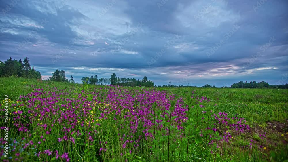 Spring Flower Fields Over Dramatic Sky With Cloudscape. Timelapse Spring Flower Fields Over Dramatic Sky With Cloudscape. Timelapse
