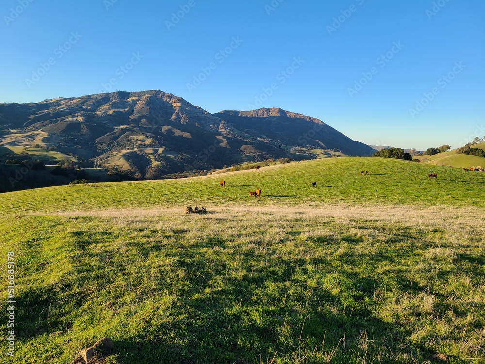 Obraz premium Cows graze on the green pastures below the summit of Mt Diablo